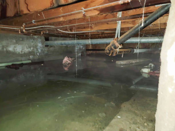 Best Water damage restoration near me  in Brentwood, CA